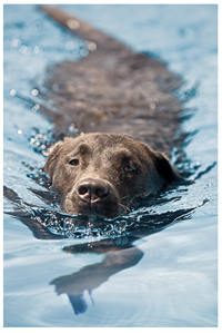 Doggie paddle