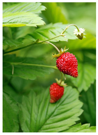 Garden strawberry