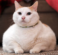 Fat cat