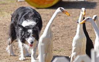 Gene Sheninger's border collies not only herd sheep, but ducks.