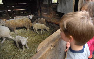 Young visitors peer in to see newborn lambs and sheep.       