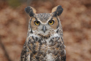 Teatown Lake Reservation Ossining NY January 2013 events