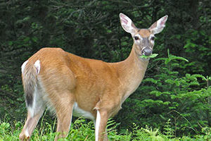 deer resistant gardening program at Warner Library