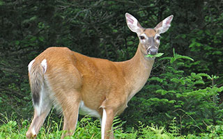 deer resistant gardening program at Warner Library