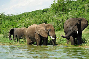 WCS run for the wild