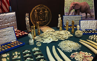 elephant ivory