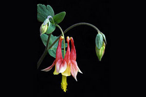 Native Plant Sale at WCC