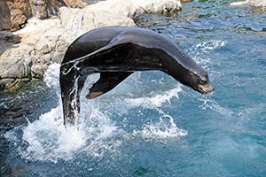 Sea lions out for the partial reopening of the New York Aquarium