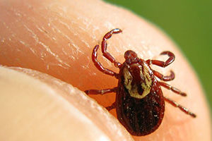 Lyme Disease - deer tick