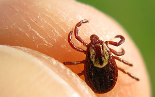 Lyme Disease - deer tick