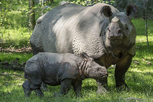 Julie_Larsen_Maher_Indian_Rhino_and_Calf.