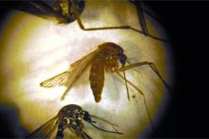 Mosquito Batch in Westchester tests postive for West Nile Virus