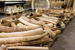Some of the six tons of confiscated elephant ivory scheduled to be crushed by the U.S. Fish and Wildlife Service today in Denver, Colorado. CREDIT: Julie Larsen Maher/Wildlife Conservation Society.