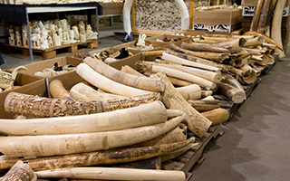 Some of the six tons of confiscated elephant ivory scheduled to be crushed by the U.S. Fish and Wildlife Service today in Denver, Colorado.  CREDIT: Julie Larsen Maher/Wildlife Conservation Society.