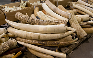 Some of the six tons of confiscated elephant ivory scheduled to be crushed by the U.S. Fish and Wildlife Service today in Denver, Colorado.  CREDIT: Julie Larsen Maher/Wildlife Conservation Society.