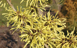 Japanese Witch Hazel