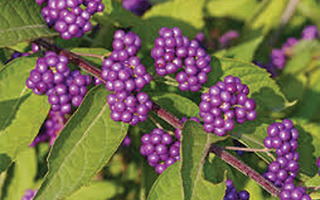 Callicarpa - Beautyberry