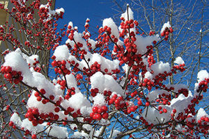 Winterberry Holly