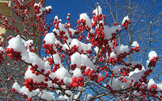 Winterberry Holly