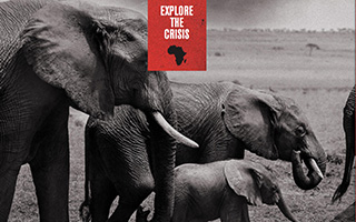 96 elephants