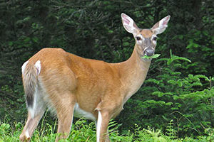 immunocontraception to control deer population