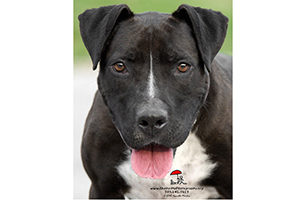 Pets Alive Westchester Rosie