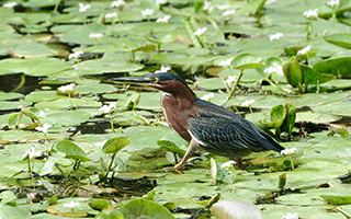 The green heron is a strikingly colored wading bird with a green back, chestnut brown body, and a short crest. The bird can sometimes be seen along the zoo’s many ponds patiently waiting for a small fish to come into range of its daggerlike beak. The green heron migrates to the Bronx Zoo and other New York parks from Central America. Photo credit: Julie Larsen Maher © Wildlife Conservation Society.