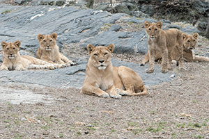 lion cubs at bronx zoo