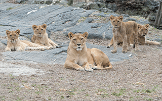 lion cubs at bronx zoo
