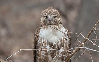 The red-tailed hawk is a year-round wild resident of the Bronx Zoo grounds and is probably the most common hawk in North America. Red-tailed hawks can often be seen perched on buildings and trees (such as this juvenile bird) and circling overhead on rising thermals. Photo credit: Julie Larsen Maher © Wildlife Conservation Society.