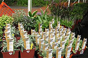 Teatown Plant Sale May 9 & 10