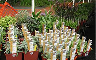 Teatown Plant Sale May 9 & 10