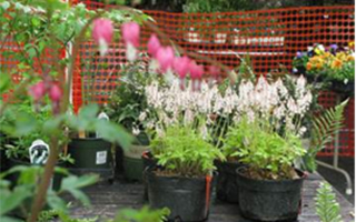 Teatown Plant Sale May 9 & 10