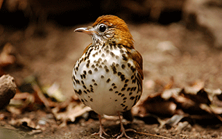 Wood Thrush - Julie Larsen Maher