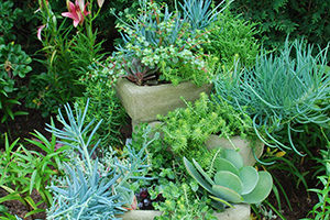Succulents stacked in troughs or pots can create a desert type feel in the landscape.