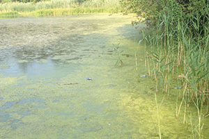 Algae Bloom in Tarrytown Lakes