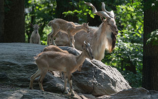 turkmenian markhors Photo credit: Julie Larsen Maher © Wildlife Conservation Society