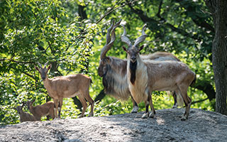 turkmenian markhors Photo credit: Julie Larsen Maher © Wildlife Conservation Society