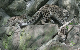 snow leopard and cubs