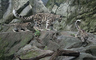 snow leopard and cubs bronx zoo