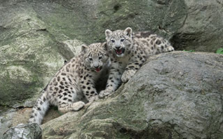 snow leopard cubs