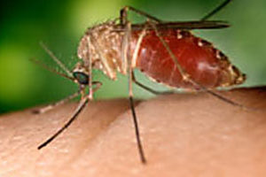 mosquito west nile westchester county