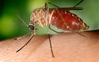 mosquito west nile westchester county