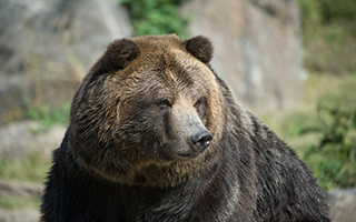 Betty. Photo credit: Julie Larsen Maher © Wildlife Conservation Society