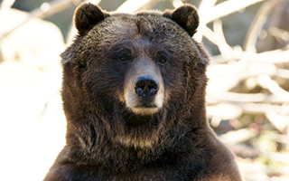 Veronica. Photo credit: Julie Larsen Maher © Wildlife Conservation Society