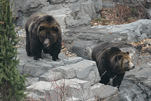 Betty & Veronica grizzlies