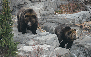 Betty & Veronica grizzlies