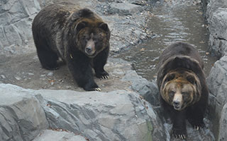 Betty & Veronica grizzlies 