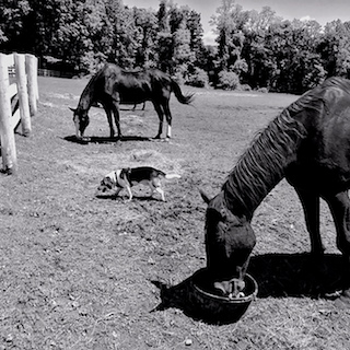 Giuseppe with Dozer and his new retirement buddies, wondering where his lunch bucket is.