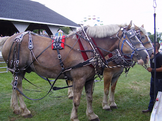 Horse showmanship is one of the livestock exhibitions at the Yorktown Grange Fair Sept. 7-9. Photo Credit: Peggy Derevlany